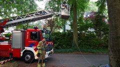 Beuk in Driebergen-Rijsenburg bedreigt woning