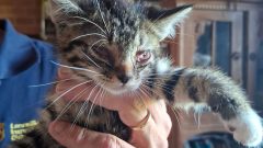 Fietser gewond bij aanrijding in Driebergen, katten uit vervuilde woning gehaald