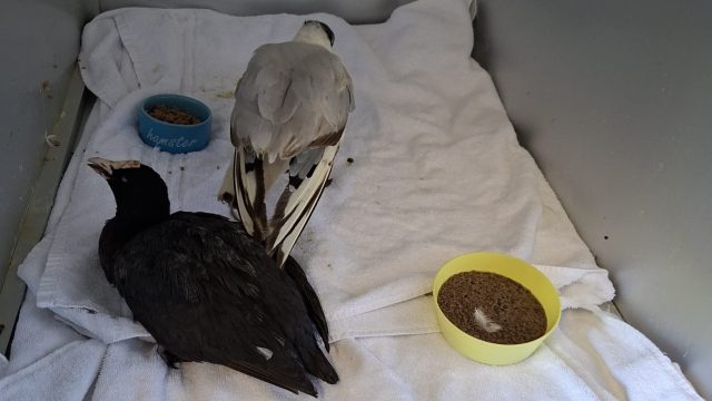 Dierenambulance Vijfheerenlanden waarschuwt voor botulisme door dode vissen en vogels