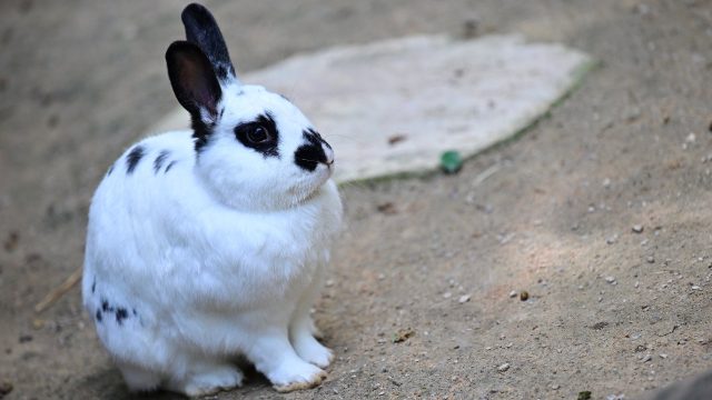 Onderzoek naar gedumpte konijnen in Mijdrecht