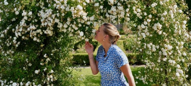 Rozendagen 2026: Rozen in de Bloeiende Tuin van Kasteel Amerongen